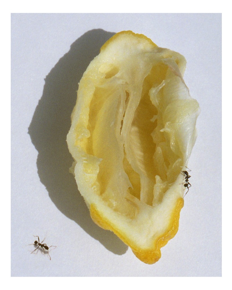 marie_valognes_-stilllife_6